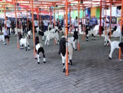 KAMBING: Tingkatkan Kualitas Ternak Lokal, Pemkab Kudus Gelar Kontes Embek 2025