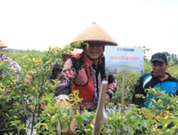 CABAI: Manfaatkan BKK Dana Keistimewaan DIY, Masyarakat Banyurejo Panen Cabai dan Semangka