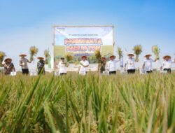 PADI: Panen Raya 10 Ton di Kabupaten Demak, Jawa Tengah