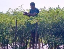 PUPUK: Harga Eceran Turun 20 Persen, Petani di Pekalongan Bisa Hemat Biaya Tanam