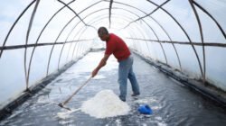 GARAM: Purnama, Awalnya Diajari Teman, Kini Serius Garap Ladang Garam