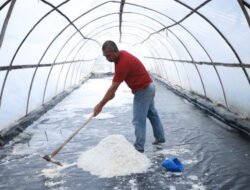 GARAM: Purnama, Awalnya Diajari Teman, Kini Serius Garap Ladang Garam