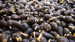 KELAPA SAWIT: Tujuh Produsen Benih Moderat Tahan Ganoderma