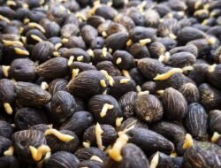 KELAPA SAWIT: Tujuh Produsen Benih Moderat Tahan Ganoderma