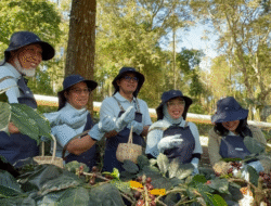 KOPI: Inovasi Panas Bumi Lahirkan Kopi Canaya, “Si Belum Ada” yang Pikat Pasar Ekspor