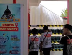 IKAN GUPPY: Kontes Ikan Guppy Buktikan Kabupaten Magelang Surga Ikan Hias