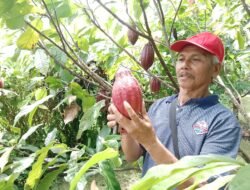 KAKAO: Cau Chocolates Genjot Produktivitas Kakao Bali, Melalui Pendampingan Petani