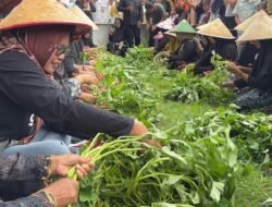 PERTANIAN: Dorong Potensi Penataban, Banyuwangi Gelar ‘Unting-Unting’ Kangkung