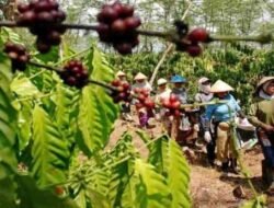 KOPI: Sinergi Cita Rasa, Upaya KJRI untuk Perluas Pasar Kopi Indonesia di Sabah, Malaysia