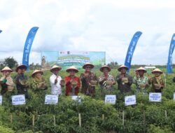 CABAI: Panen Raya Cabai Pesisir, Simbol Keberhasilan Ekosistem Keuangan Inklusif Desa