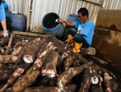 SINGKONG: Dongkrak Ekonomi, Kampung Singkong di Salatiga, Didorong Menjadi Destinasi Wisata Unggulan