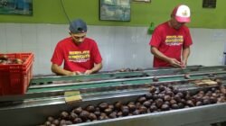 SALAK: Keren, Ekspor Buah Salak Nglumut Tembus Sejumlah Negara Asia dan Timur Tengah