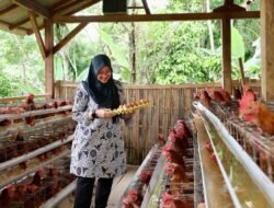 AYAM PETELUR: Desa Pakel, Kabupaten Banyuwangi Bangun Peternakan Ayam Petelur