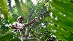 DUKU: Lezatnya Duku Rejoso, Pasuruan, Bisa Dipanen Langsung dari Pohonnya