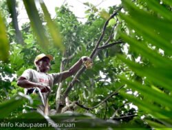 DUKU: Lezatnya Duku Rejoso, Pasuruan, Bisa Dipanen Langsung dari Pohonnya