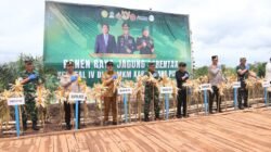 JAGUNG: Pulang Pisau Panen Serentak, Produksi Mencapai 42 Ribu Ton di Tahun 2025