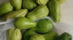 LABU SIAM: Musim Hujan Jadi Berkah, Warga Desa Bandaran Panen Raya 100 Kilogram Setiap Hari