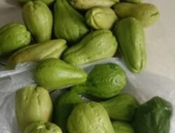 LABU SIAM: Musim Hujan Jadi Berkah, Warga Desa Bandaran Panen Raya 100 Kilogram Setiap Hari