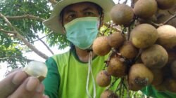 KELENGKENG Organik, Budi Daya yang Menghasilkan Cuan Berlimpah