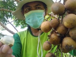 KELENGKENG Organik, Budi Daya yang Menghasilkan Cuan Berlimpah