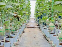 MELON: Pondok Pesantren Pun, Panen Melon Greenhouse yang Membanggakan…