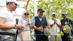 MELON: Serunya Panen Raya Melon Hidroponik BUMDes Sari Mandiri Pandaan di Kabupaten Pasuruan, Jawa Timur