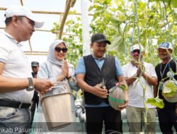 MELON: Serunya Panen Raya Melon Hidroponik BUMDes Sari Mandiri Pandaan di Kabupaten Pasuruan, Jawa Timur
