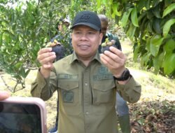 MANGGIS: Panen Perdana, Bupati Sambas Apresiasi Inovasi Petani di Kecamatan Tebas, Kalbar