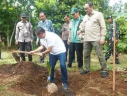 KELAPA: Dorong Kesejahteraan Petani, Ada Bantuan 10 Ribu Bibit Kelapa bagi Kabupaten Pati, Jawa Tengah