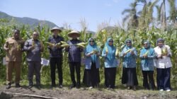 JAGUNG: Panen Jagung di Kota Tidore Kepulauan, Wujud Sinergi PKK dan Pemkot Perkuat Ketahanan Pangan