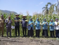 JAGUNG: Panen Jagung di Kota Tidore Kepulauan, Wujud Sinergi PKK dan Pemkot Perkuat Ketahanan Pangan