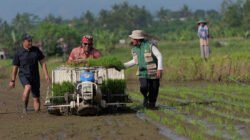 SAWAH: Temanggung Targetkan Luas Tanam Padi 17.800 Hektare hingga Maret 2026