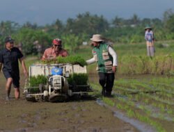 SAWAH: Temanggung Targetkan Luas Tanam Padi 17.800 Hektare hingga Maret 2026