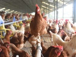 REGULASI: Permentan Kesrawan Diterbitkan, Arah Pengembangan Telur Bebas Sangkar Semakin Terbuka