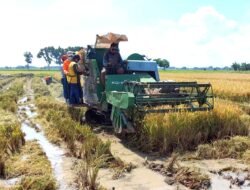 PADI: Panen Awal Tahun 2026 di Rembang, Jawa Tengah, Capai 5,8 Ton per Hektare