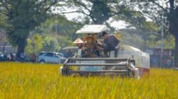 PANGAN: Produktivitas Pangan Provinsi Jawa Tengah Tahun 2025, Capai Target Nasional