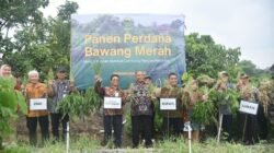 BAWANG MERAH: Warga Tiyasan, Sleman, Yogyakarta Sulap Lahan Kosong Jadi Kebun Bermanfaat