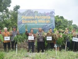 BAWANG MERAH: Warga Tiyasan, Sleman, Yogyakarta Sulap Lahan Kosong Jadi Kebun Bermanfaat