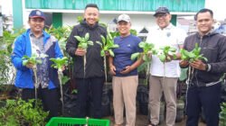 PAKCOY: Urban Farming di Rooftop Masjid At-Taufiq, Jakarta, Saatnya Panen 15 Kg
