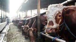DAGING SAPI: Perkuat Stabilitas Harga dan Pasokan Daging Sapi di Jakarta, Dharma Jaya Impor 7.500 Ekor Sapi