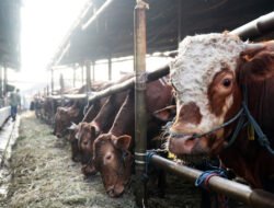 DAGING SAPI: Perkuat Stabilitas Harga dan Pasokan Daging Sapi di Jakarta, Dharma Jaya Impor 7.500 Ekor Sapi