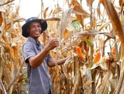 JAGUNG: Pemerintah Pastikan Tak Ada Impor, Indonesia Raih Swasembada Jagung pada Tahun 2026
