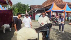 KONTES KAMBING: Pemacu Ekonomi Lokal, Ratusan Peserta Unjuk Kebolehan di Rembang, Jawa Tengah
