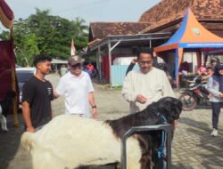 KONTES KAMBING: Pemacu Ekonomi Lokal, Ratusan Peserta Unjuk Kebolehan di Rembang, Jawa Tengah