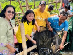 IKAN: 40 Kilogram Lele Dipanen di Keramba Merah Putih Semper Timur, Jakarta