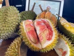 DURIAN MERAH Banyuwangi, Ditetapkan sebagai Indikasi Geografis Pertama di Indonesia