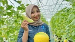 WISATA PETIK MELON, Upaya untuk Dongkrak Ekonomi Desa Depok, Batang, Jawa Tengah