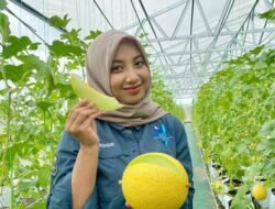 WISATA PETIK MELON, Upaya untuk Dongkrak Ekonomi Desa Depok, Batang, Jawa Tengah