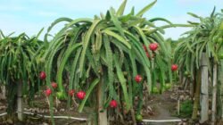 Wisata KEBUN NAGA di Bululawang, Malang, Seluas 300 Hektare, Hasilkan Panen 30 Ton Per Hektare