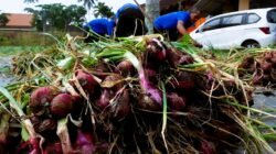 PERTANIAN: Budi Daya Jadi Bekal Kemandirian Warga Binaan Rutan Temanggung, Jawa Temanggung 